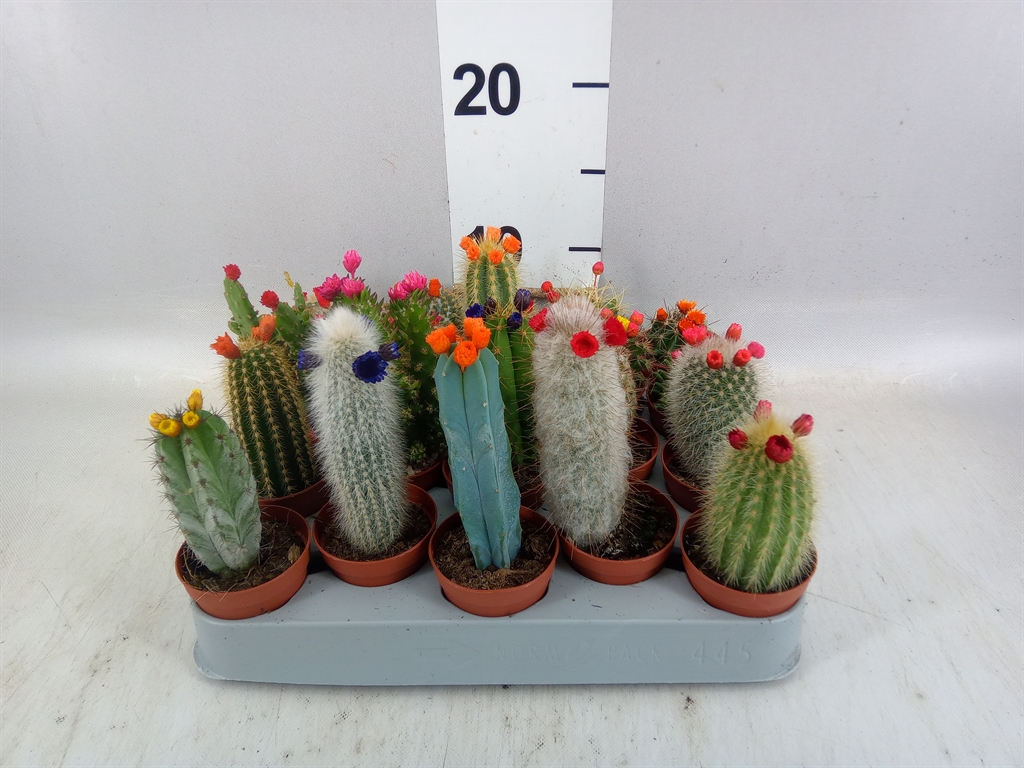 Cactus Decorated 5Ø 8cm