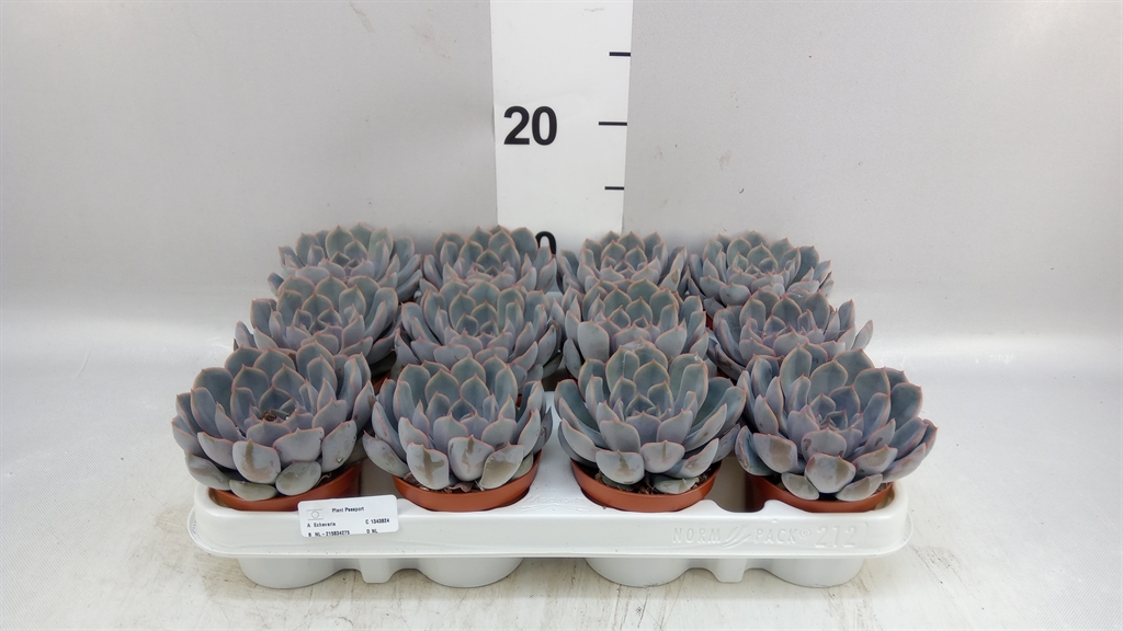 Echeveria Orion 8Ø 10cm