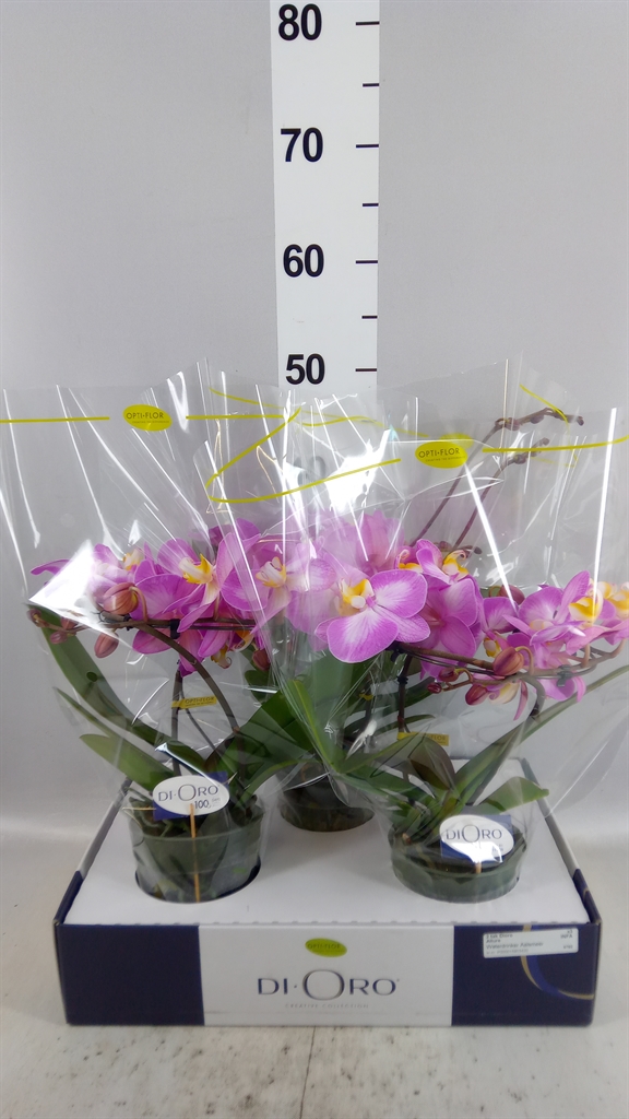 Phal Ov Roze 12Ø 50cm
