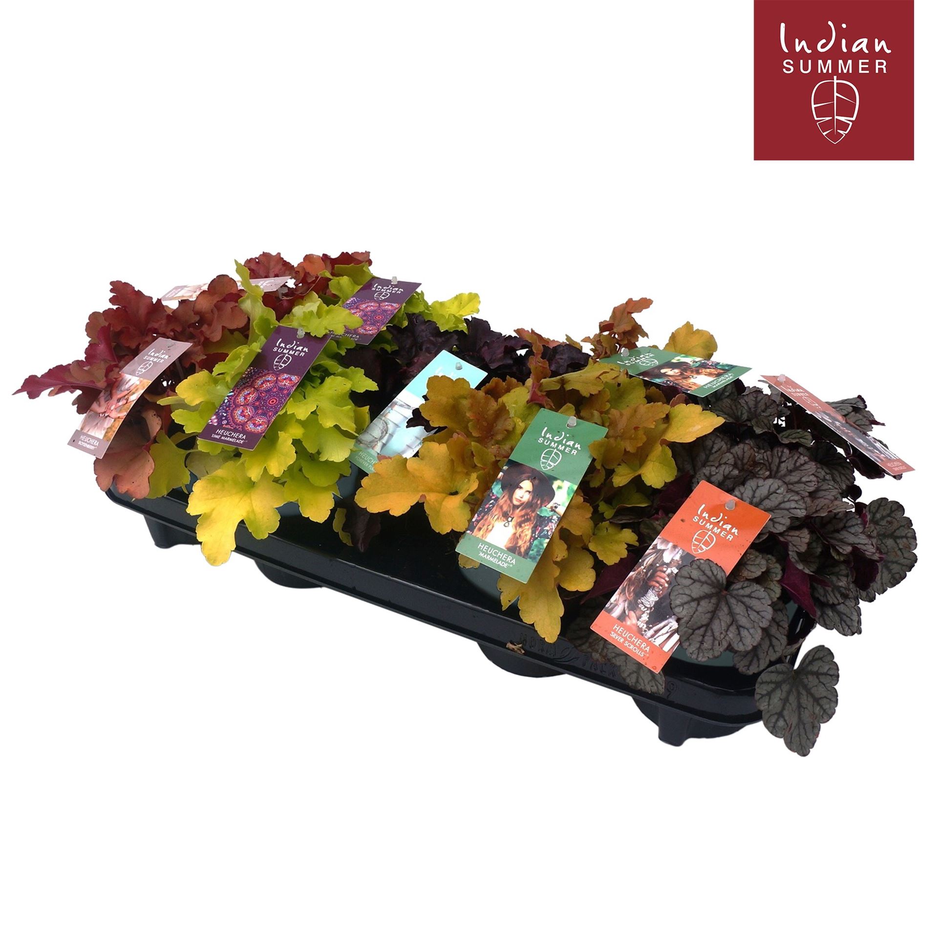 Heuchera Indian Summer Mix 12Ø 25cm