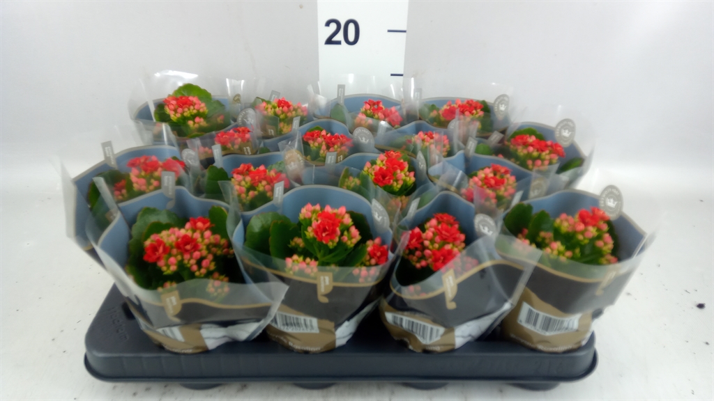 Kalanchoe Double Rosalina Don Justino 7Ø 15cm