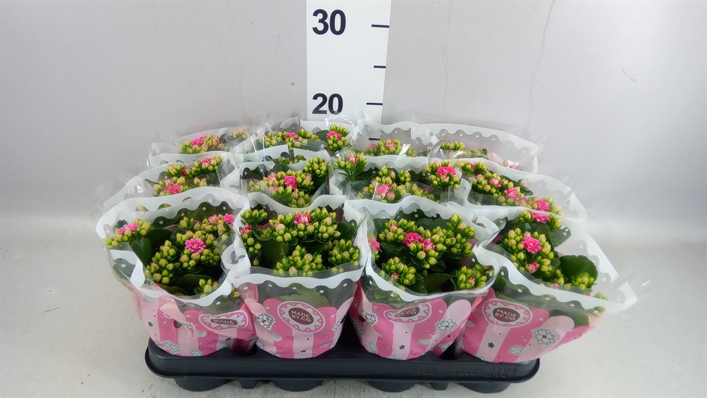 Kalan B Ge R D Alano 9Ø 19cm