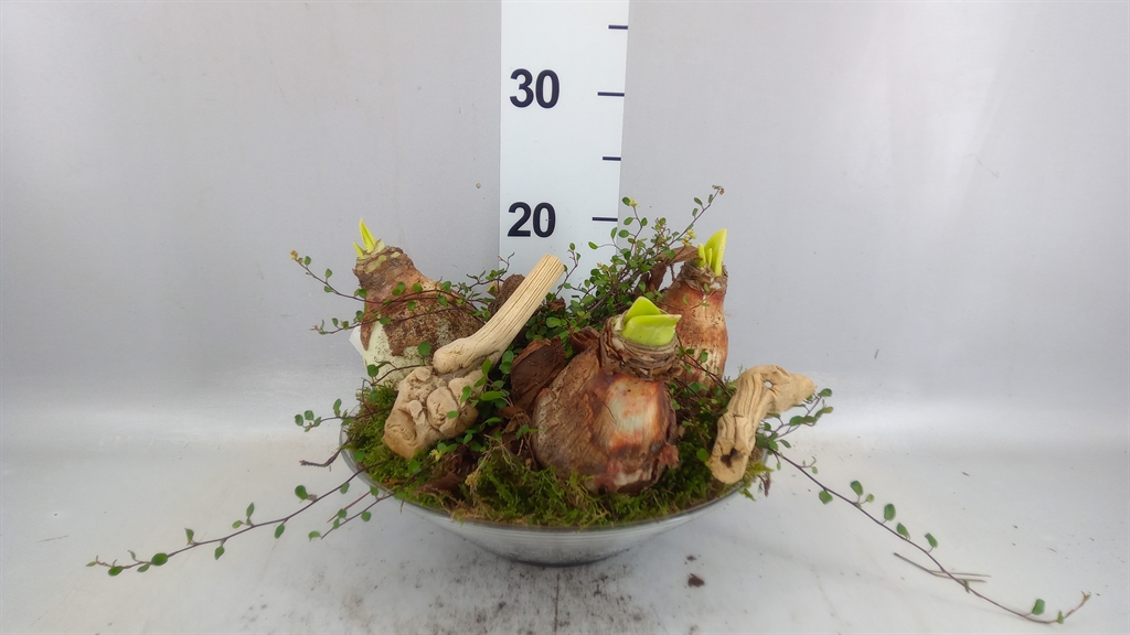 Arr Hippeastrum 28Ø