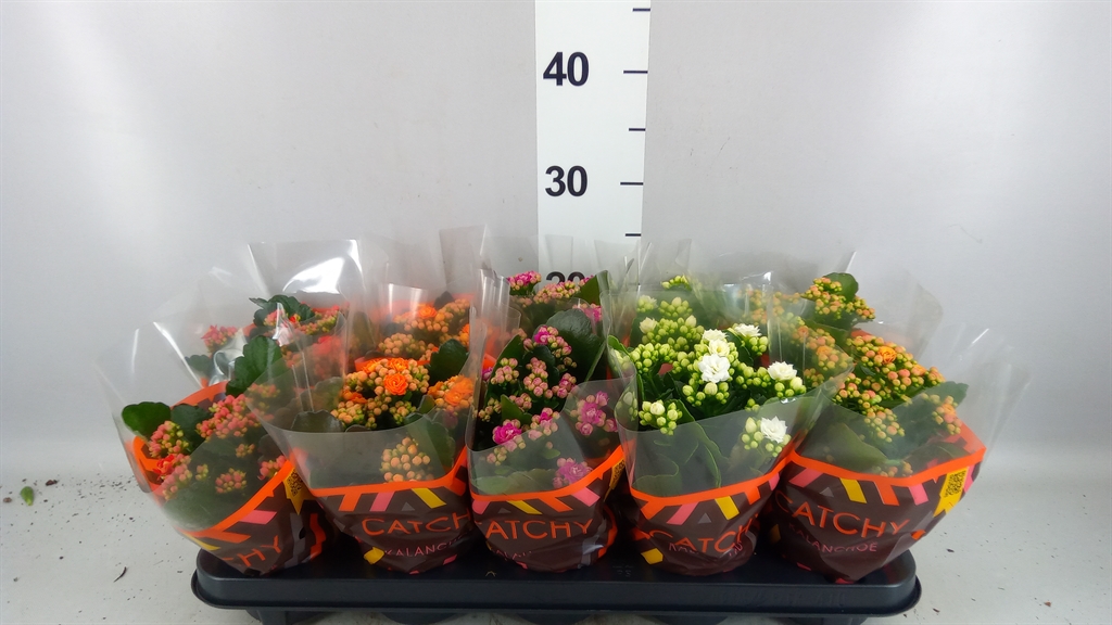 Kalanchoe Double Mix 10Ø 23cm