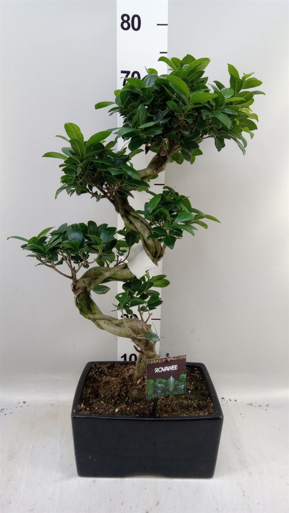Fic Mi Ginseng 32Ø 70cm