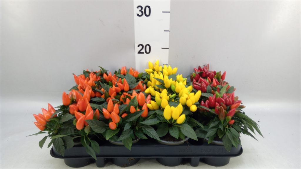 Capsicum Salsa Mix 9Ø 15cm