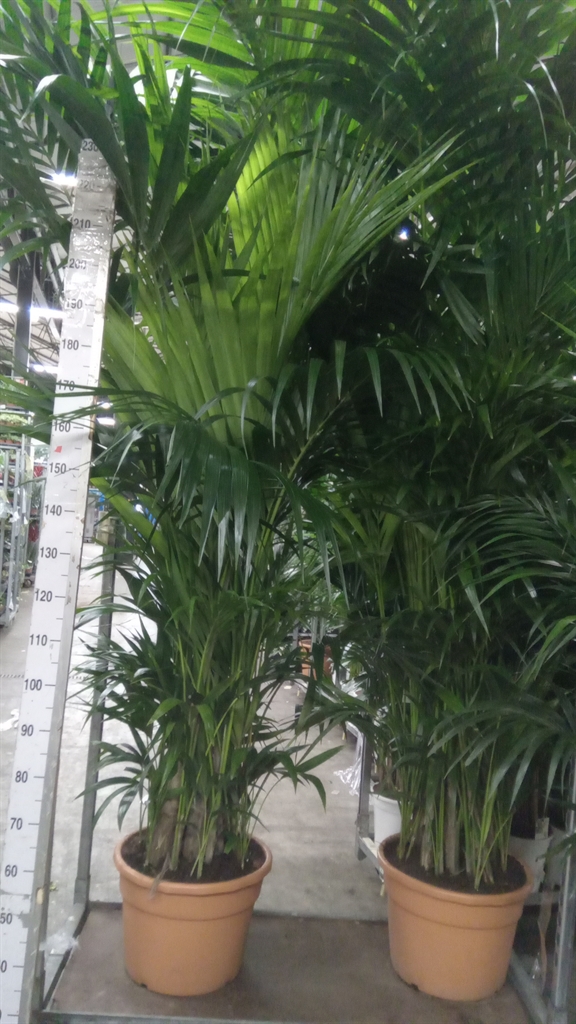 Howea Forsteriana