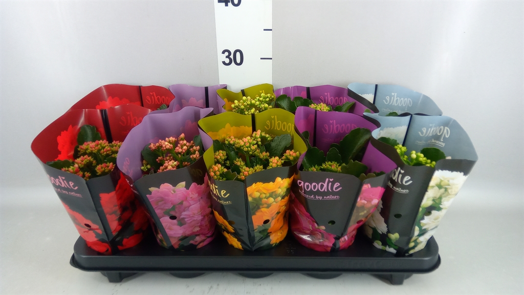 Kalanchoe Double Perfecta Mix 10Ø 24cm