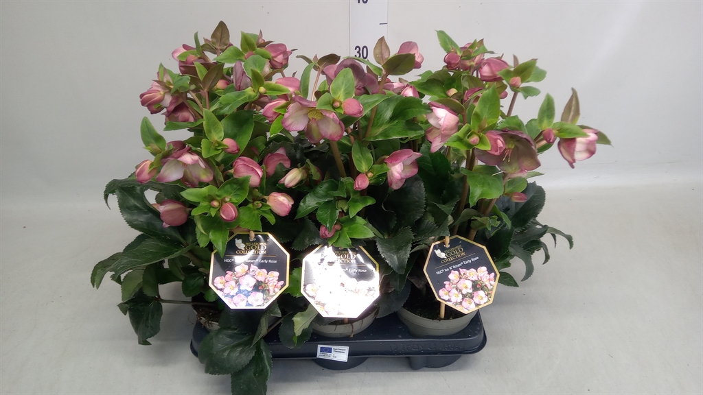 Helleborus Hgc Winter Ballet Karli 13Ø 35cm