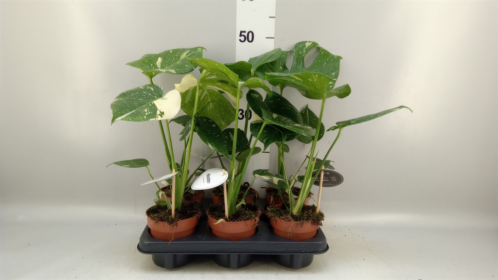 Monstera Deliciosa Thai Constellation 12Ø 45cm