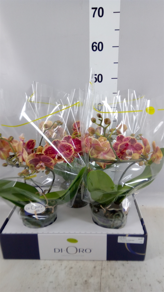 Phal Ov 12Ø 50cm