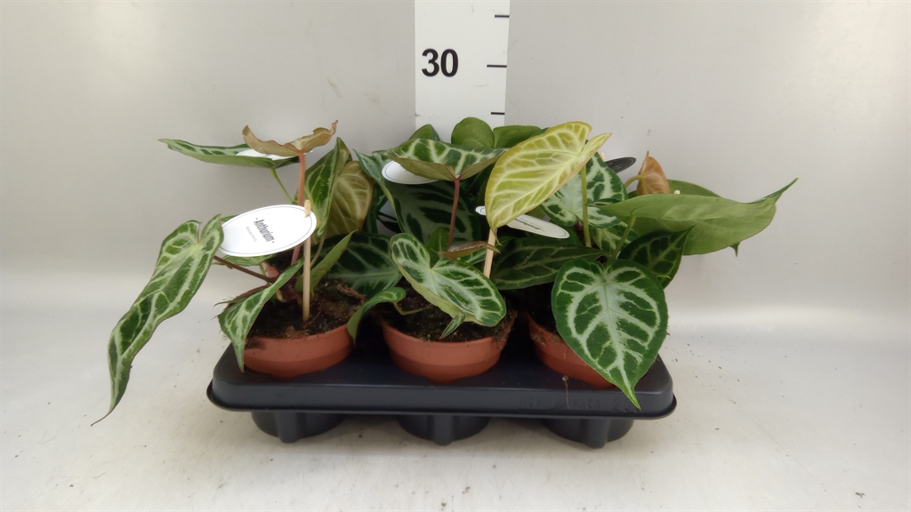 Anthu Overig 12Ø 25cm