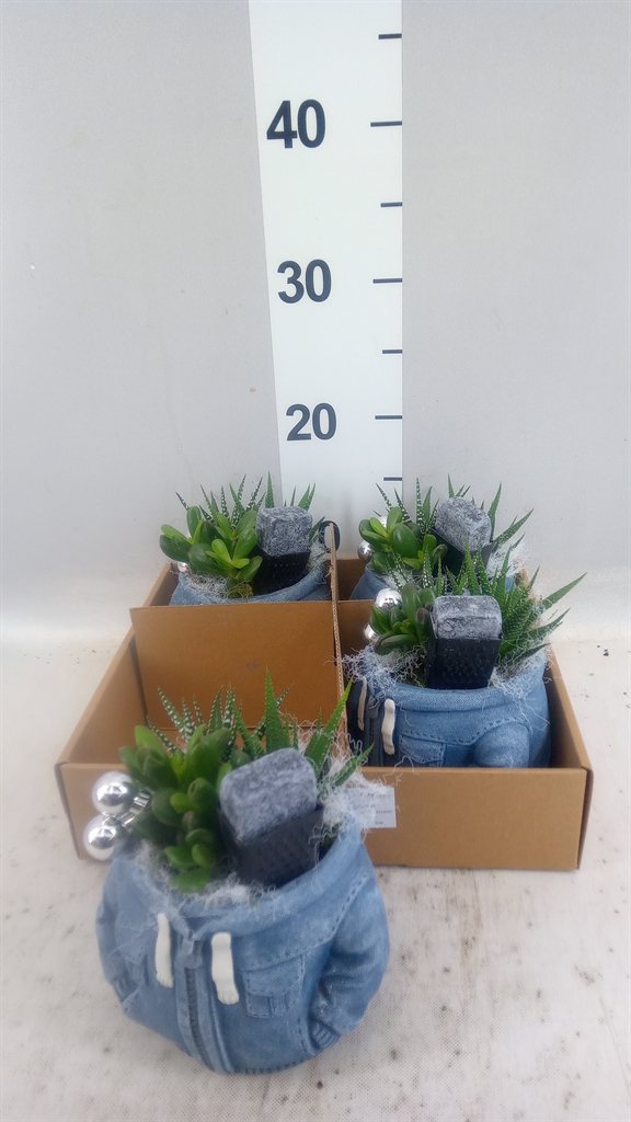 Arrangement Indoor Green 14Ø