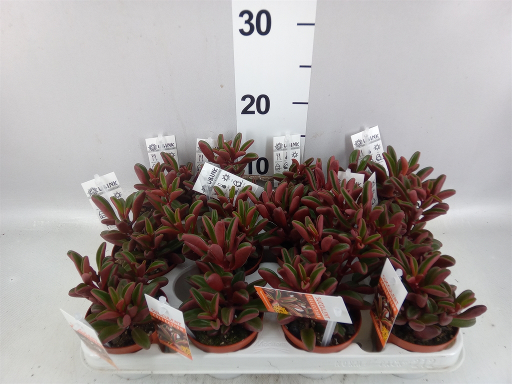 Peperomia Graveolens 8Ø 15cm