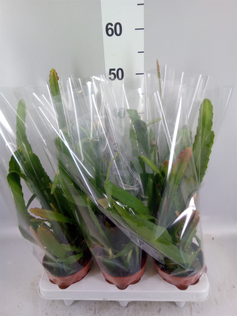 Epiphyllum Ov 12Ø 20cm