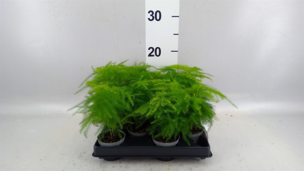 Asparagus Setaceus 6Ø 15cm