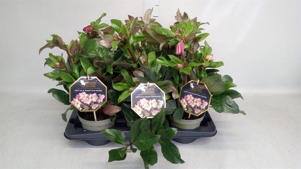Helleborus Hgc Ice N' Roses Rose 15Ø 25cm