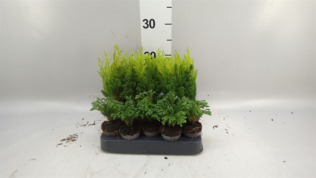 Chamaecyparis Woody World Mix 5Ø 15cm