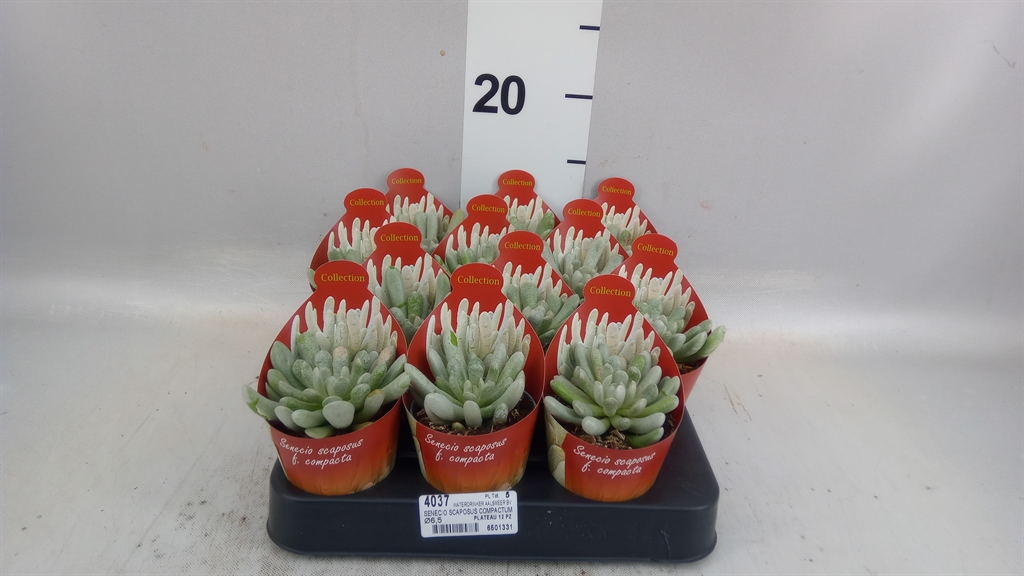 Senec Overig 506Ø 9cm
