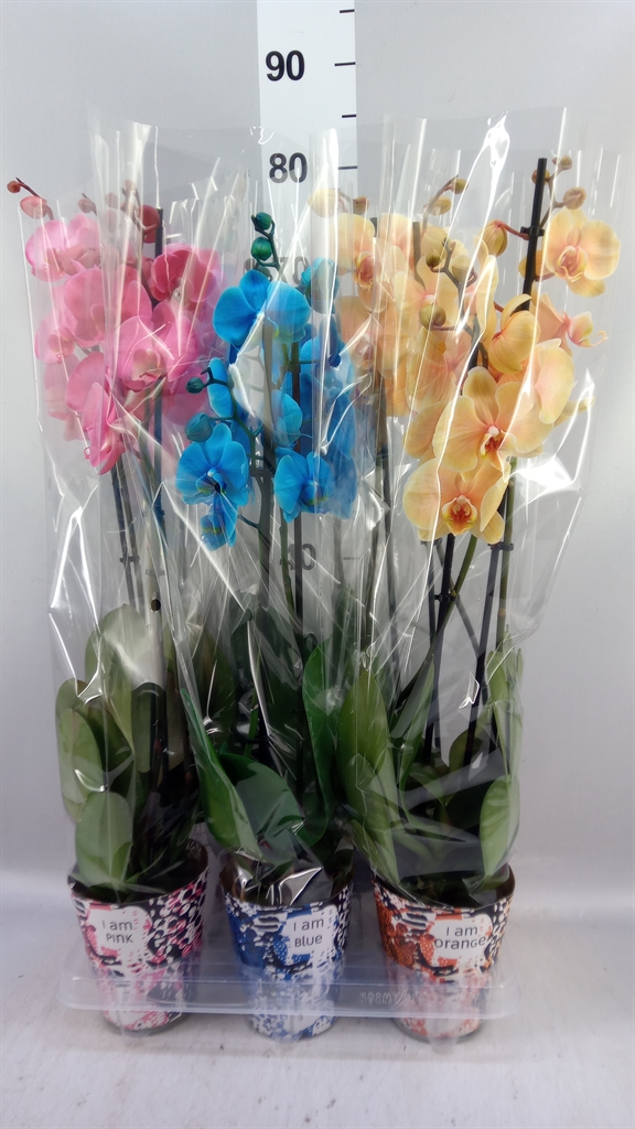 Phal Ov 12Ø 55cm