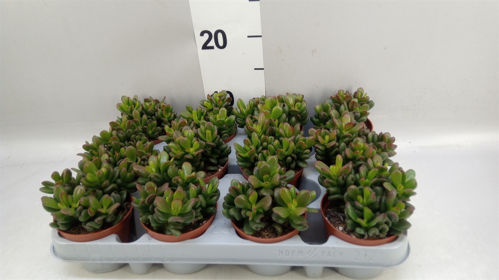 Crassula Gandalf 8Ø 10cm