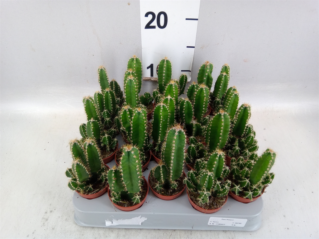 Cere Florida 505Ø