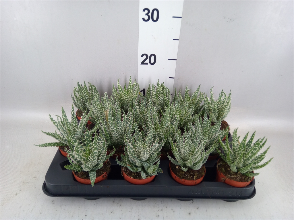 Aloe Humilis 7Ø 10cm