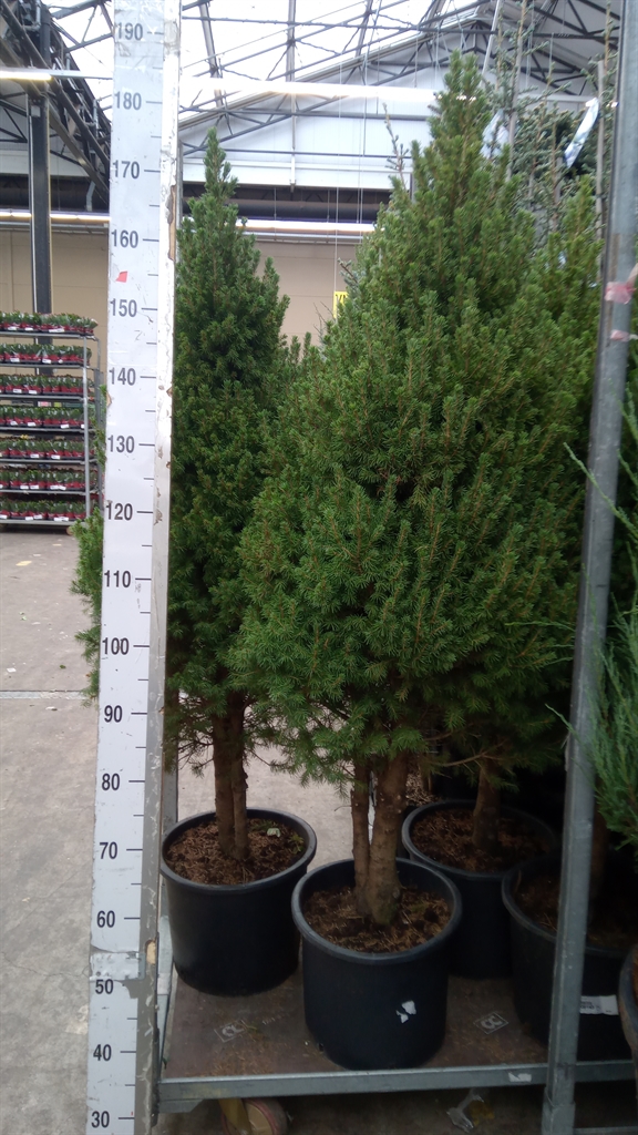 Picea Glauca Conica 33Ø 170cm