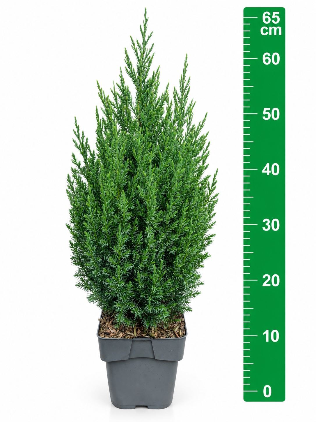 Juniperus Stricta 19Ø 65cm