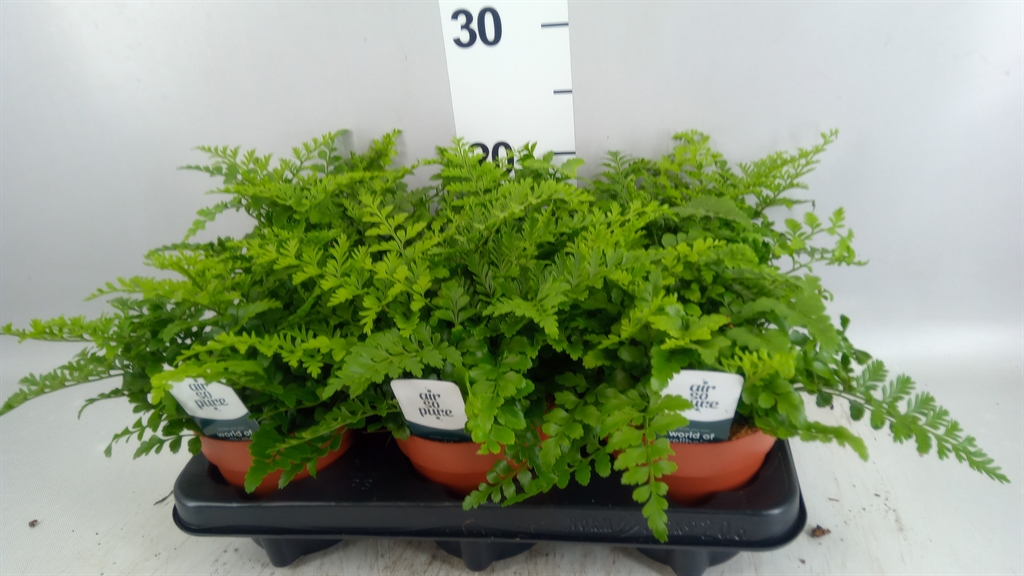 Asplenium Parvati 12Ø 25cm