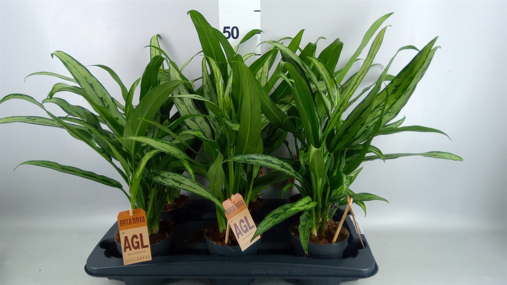 Aglaonema Cutlass 12Ø 40cm