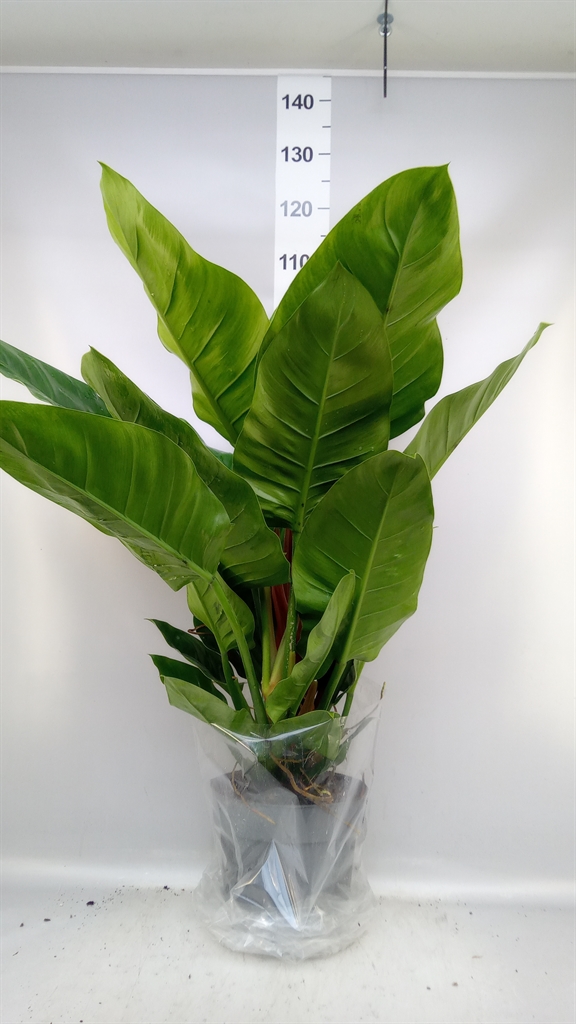 Philodendron Imperial Green 24Ø 100cm