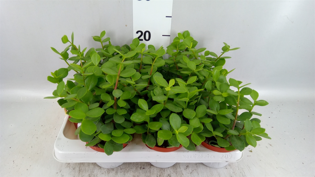 Portulacaria Afra 11Ø 25cm