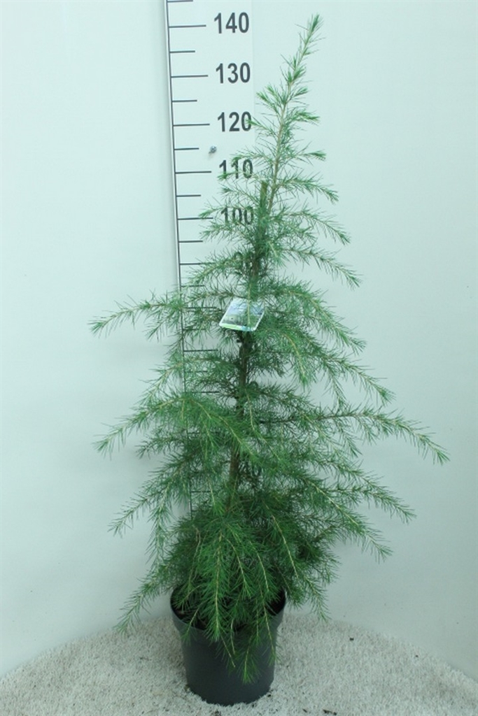 Cedrus Deodara 26Ø 130cm