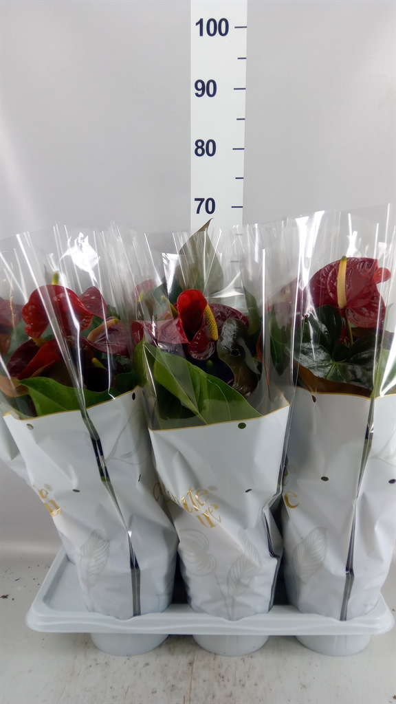 Anthurium Floriclone Tranquillo 17Ø 60cm