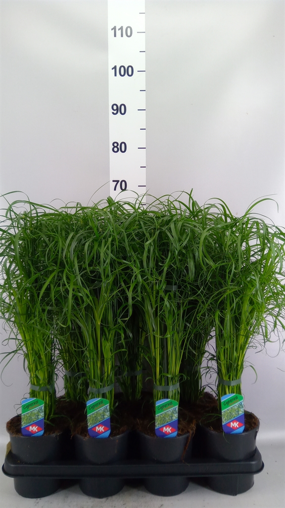Cyperus Alternifolius 14Ø 55cm