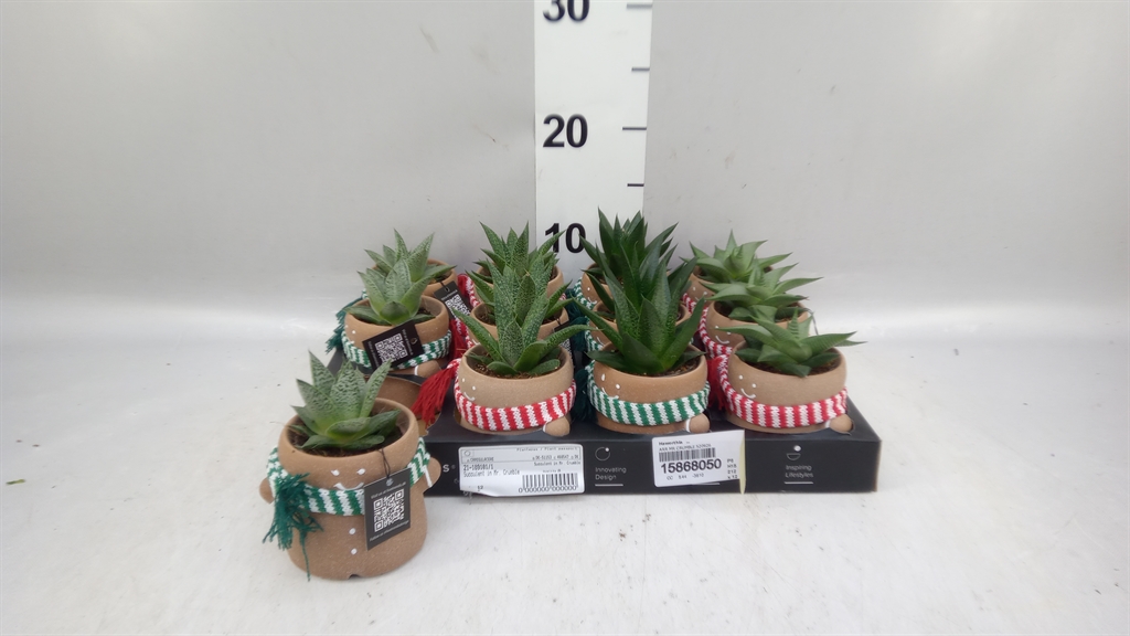 Haworthia 6Ø 15cm