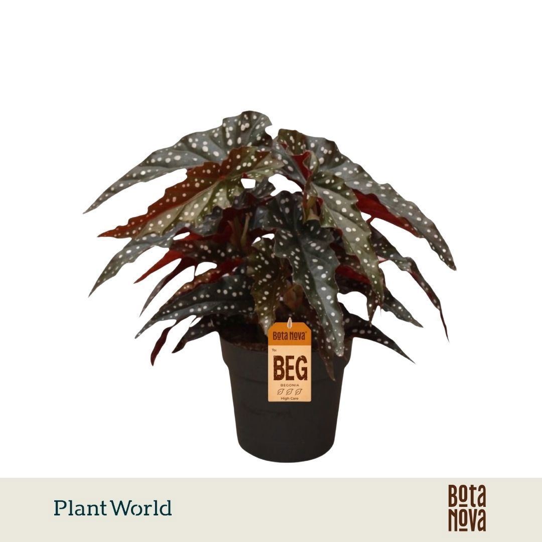 Begonia Maculata Black Forest 14Ø 30cm