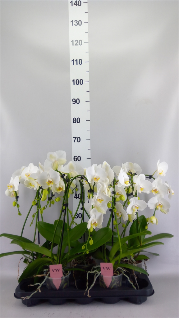 Phalaenopsis Leeds 12Ø 55cm 3st