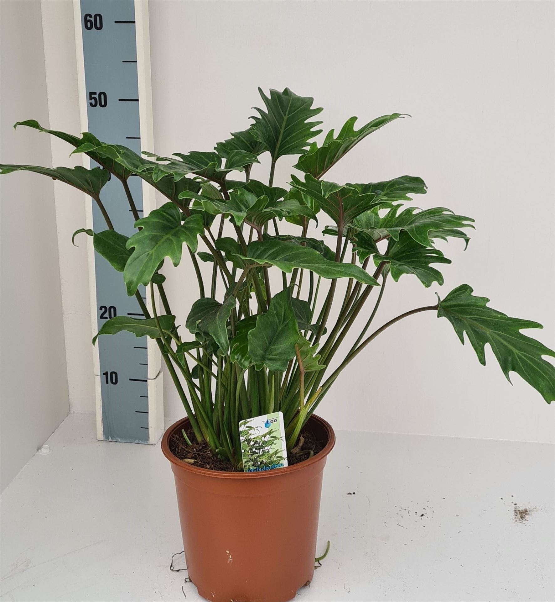 Philodendron Xanadu 19Ø 55cm