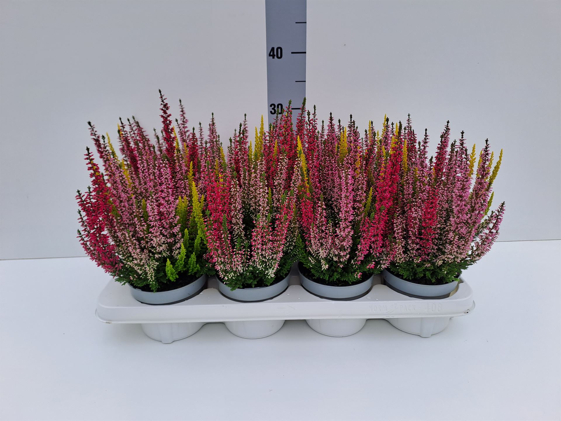 Calluna Beauty Ladies Starlight Mix In Pot 12Ø 17cm