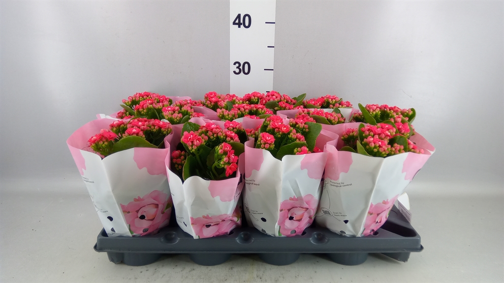 Kalanchoe Double More Flowers Augusta 10Ø 25cm