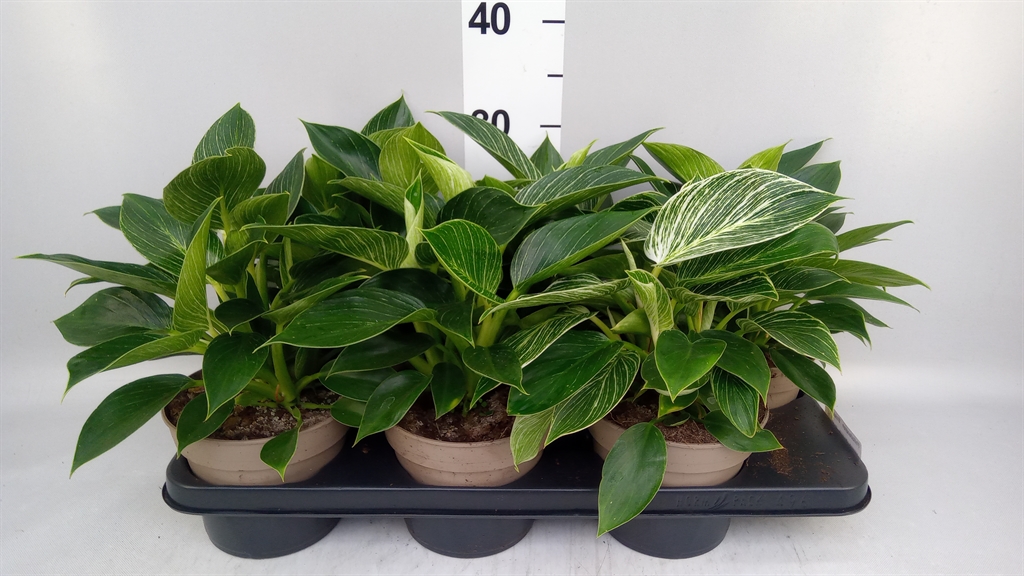 Philodendron Birkin 15Ø 30cm