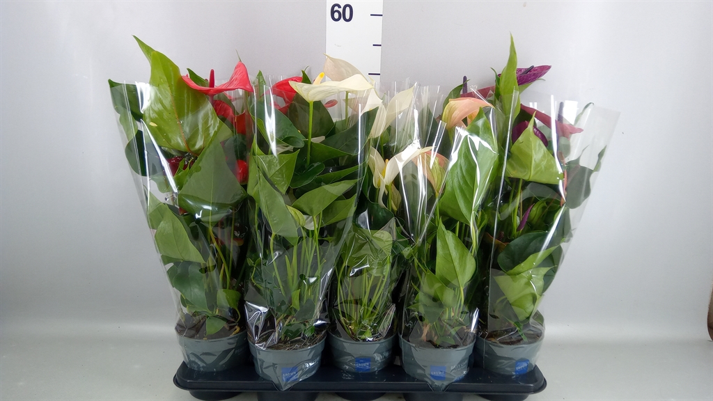 Anthurium Mix 12Ø 43cm