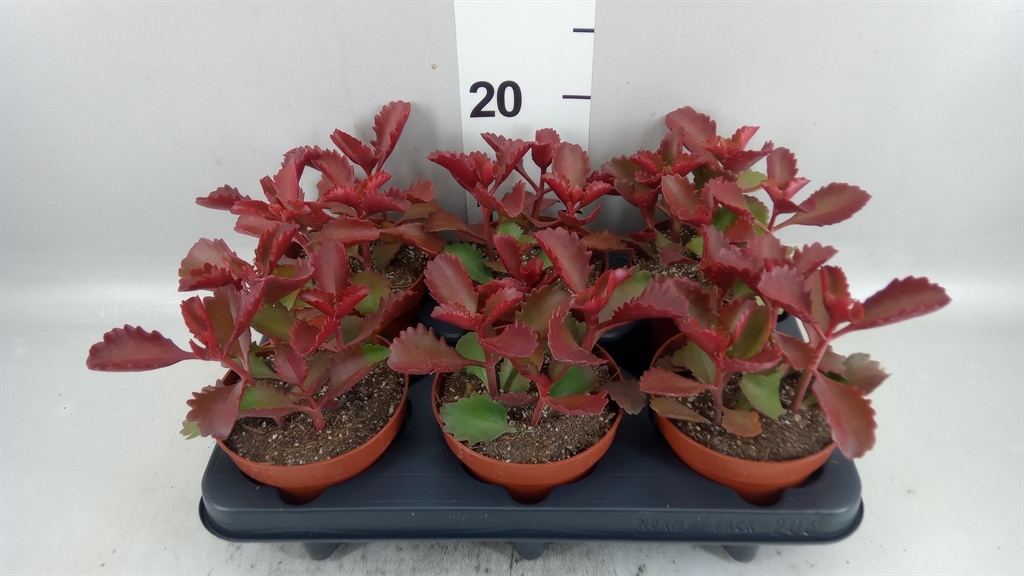 Succulenten Overig 12Ø
