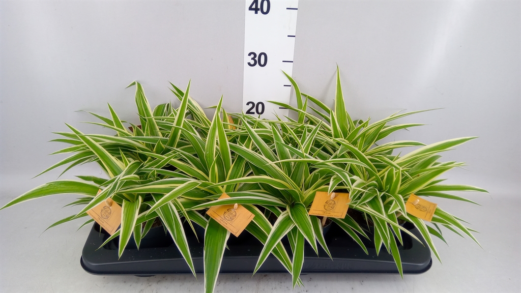 Chlorophytum Ocean 12Ø 25cm