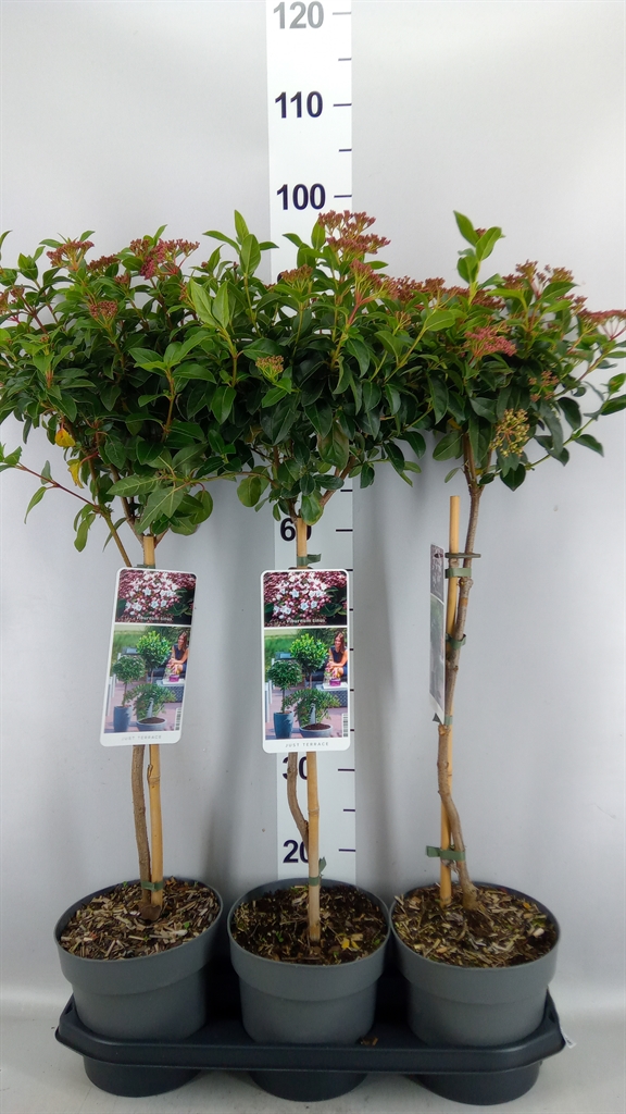 Viburnum Tinus 80cm