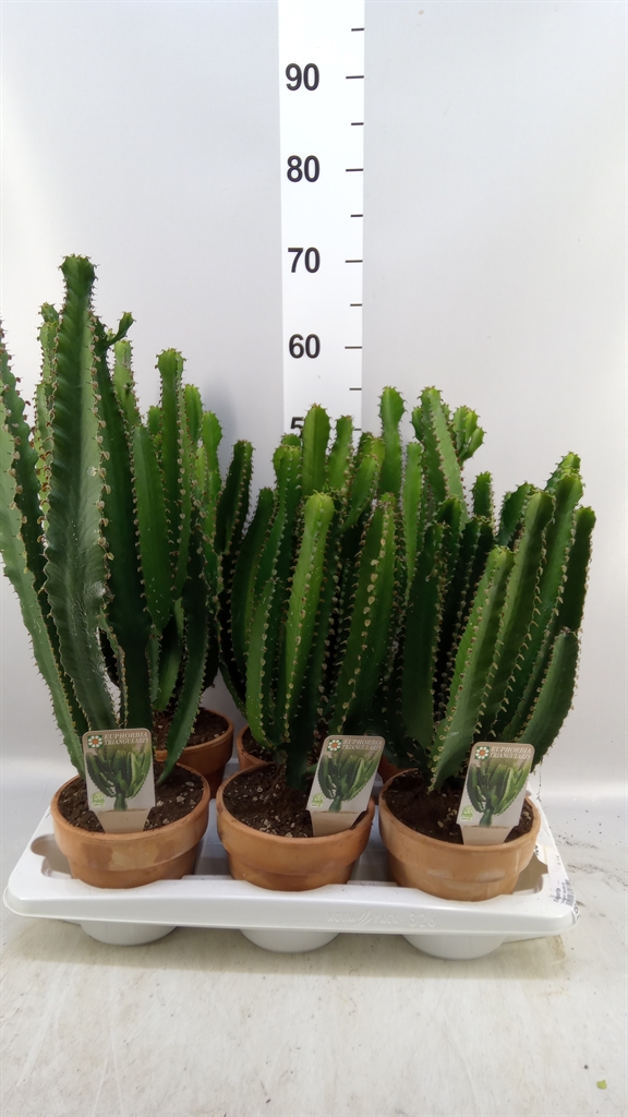 Euphor Succulenten 16Ø 40cm