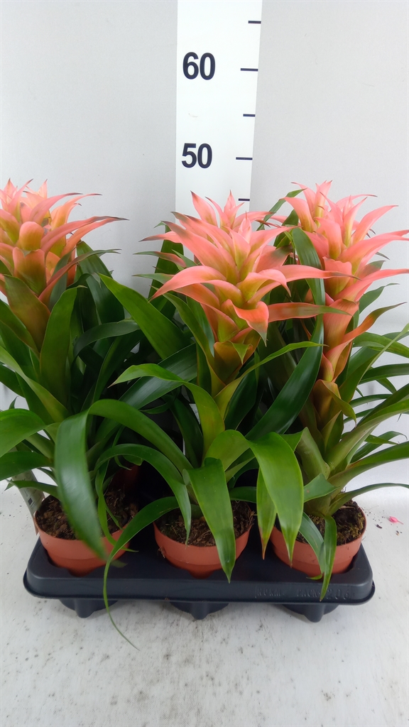 Guzmania Melissa 12Ø 45cm