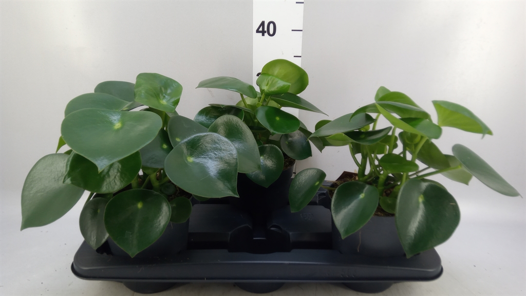 Peperomia Polybotrya Raindrop 15Ø 25cm